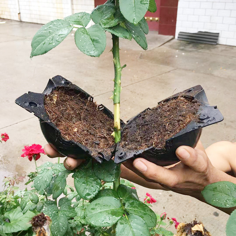 Seed Starter Tray - Planta enraizamento bola propagação caixa de